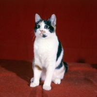 Picture of tortoiseshell and white short hair cat in studio