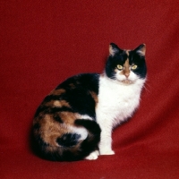 Picture of tortoiseshell and white short hair cat