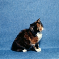 Picture of tortoiseshell and white short hair kitten 