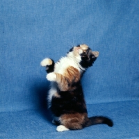 Picture of tortoiseshell and white short hair kitten sitting up to play