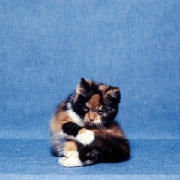 Picture of tortoiseshell and white short hair kitten patting at her tail, looking serious