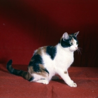 Picture of tortoiseshell and white short hair cat in studio