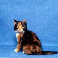 Picture of tortoiseshell and white short hair kitten 