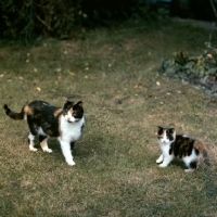 Picture of tortoiseshell and white short haired cat and kitten from pathfinders