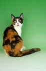 Picture of tortoiseshell and white shorthair cat back view