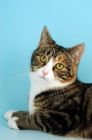 Picture of tortoiseshell and white shorthair cat portrait