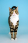 Picture of tortoiseshell and white shorthair cat front view