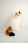 Picture of tortoiseshell and white van cat, longhaired