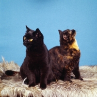 Picture of tortoiseshell cat and black cat non pedigree