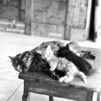 Picture of tortoiseshell cat with her kittens in africa