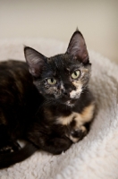 Picture of tortoiseshell cat with paws tucked