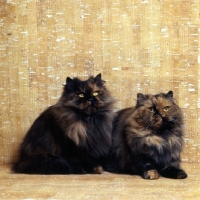 Picture of tortoiseshell cats, champion comari persian garden tortoiseshell cat, left, champion comari blondie, right