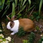 Picture of tortoiseshell dutch marked rabbit in a garden with flowers