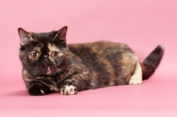 Picture of tortoiseshell Exotic Shorthair cat