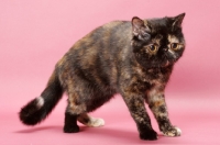 Picture of tortoiseshell Exotic Shorthair cat on pink background