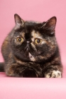 Picture of tortoiseshell Exotic Shorthair cat