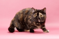 Picture of tortoiseshell Exotic Shorthair cat prowling