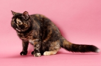 Picture of tortoiseshell Exotic Shorthair cat