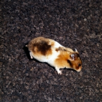 Picture of tortoiseshell hamster top view