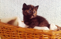 Picture of tortoiseshell kitten in a basket