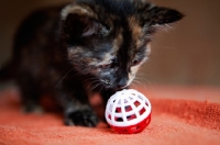 Picture of tortoiseshell kitten looking at toy