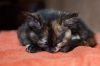 Picture of Tortoiseshell kitten sleeping