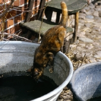 Picture of tortoiseshell non pedigree cat drinking from a bucket