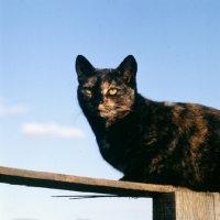 Picture of tortoiseshell non pedigree cat has a good lookout on fence