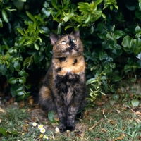 Picture of tortoiseshell non pedigree cat sitting by bush looking prim