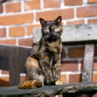 Picture of tortoiseshell non pedigree cat with gleaming eyes sitting in a farmyard