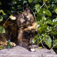 Picture of tortoiseshell non pedigree cat lurking in bush