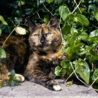 Picture of tortoiseshell non pedigree cat posing with leaves