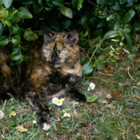 Picture of tortoiseshell non pedigree cat lurking hopefully among leaves