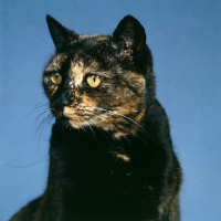 Picture of tortoiseshell non pedigree cat, head study