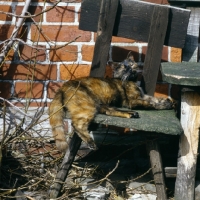 Picture of tortoiseshell non pedigree cat lounging in the sun