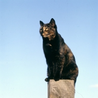 Picture of tortoiseshell non pedigree cat has a good look out