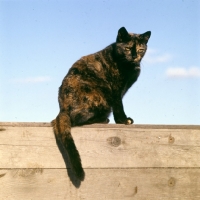 Picture of tortoiseshell non pedigree cat on a fence