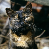 Picture of tortoiseshell non pedigree farm cat demanding attention