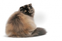 Picture of Tortoiseshell Persian back view