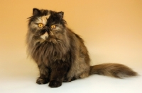 Picture of tortoiseshell persian cat sitting down on beige background