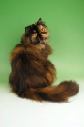 Picture of tortoiseshell persian cat sitting down