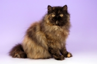 Picture of tortoiseshell persian cat sitting down on purple background