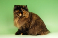 Picture of tortoiseshell persian cat sitting down