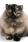 Picture of Tortoiseshell Persian, front view