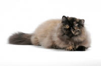 Picture of Tortoiseshell Persian lying on white background