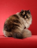 Picture of Tortoiseshell Persian on red background