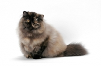 Picture of Tortoiseshell Persian sitting on white background