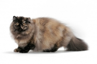 Picture of Tortoiseshell Persian