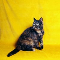 Picture of tortoiseshell short hair cat