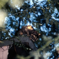 Picture of tortoiseshell short haired cat looking down from a tree